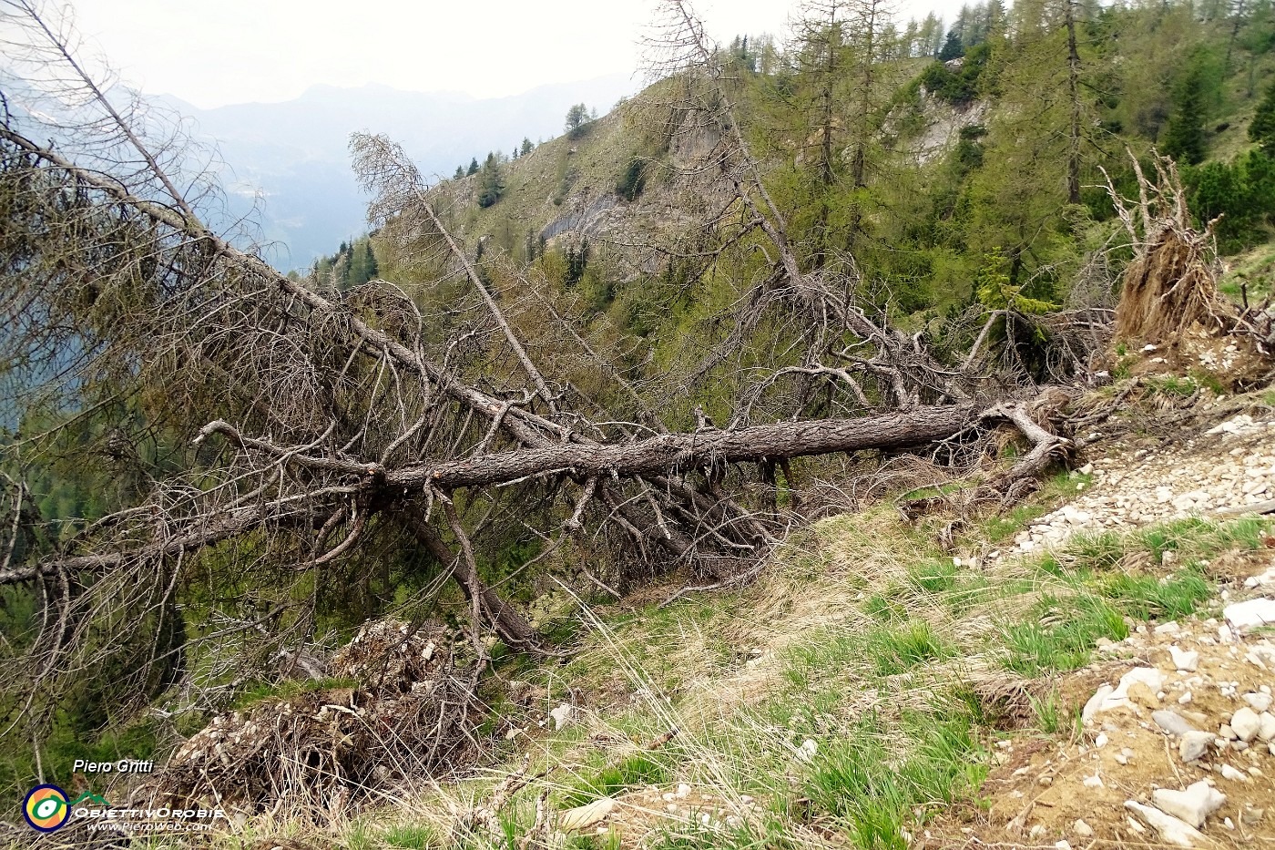 78 Larici abbattuti dalla valanga.JPG